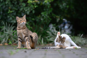 In the park, two cats get along well.