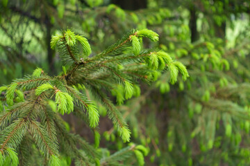 Emerald green new growth on branch of Picea abies in May