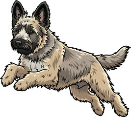 Berger Picard dog jumping leaping agility vector illustration