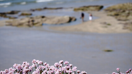 Pink flowers in focus with a blurred background of a beach and two
