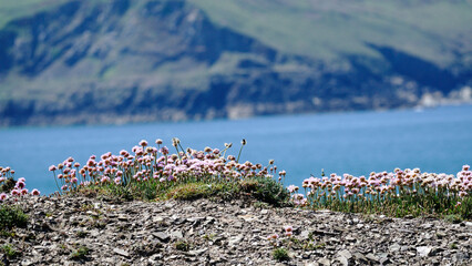 Pink flowers bloom on a rocky coastal landscape – with a blurred