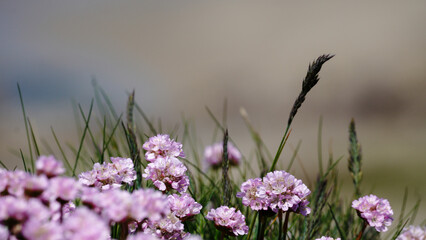 Delicate pink flowers bloom amidst green grass in a natural setting.