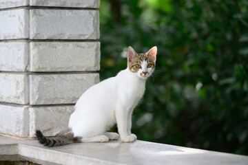 In the park, the kitten sat on the ground.