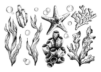 Hand drawn line art illustration of starfish, corals, shells and seaweed. Black ink marine collection with bubbles, perfect for clipart, underwater design, coastal artworks and nautical decor.