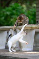 Two cats were playfully wrestling in the garden.