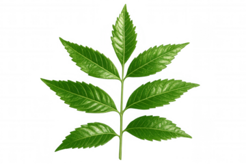 Neem leaf with pinnate structure, displaying bright green hue and serrated leaflet margins against transparent backdrop