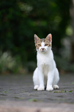 In the park, the kitten sat on the ground.