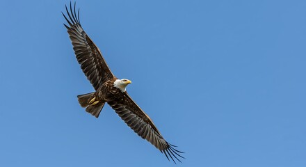 Obraz premium A majestic eagle soars in a clear blue sky, representing freedom, power, vision, and high aspirations.