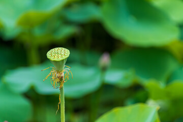 Lotus seed pod after blooming