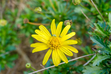 Yellow daisy flower with insect