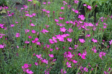 Many magenta colored flowers of maiden pink in June