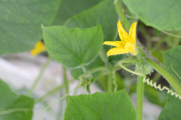 A close-up shot of a cucumber plant yellow flower in bloom on a farm, showing its delicate tendrils and leaves with a vibrant, natural feel.