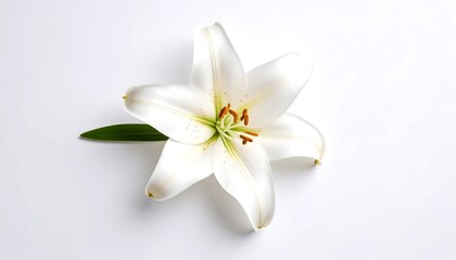 Single white lily on white background