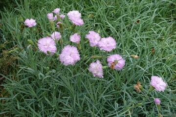 Dozen of light pink double flowers of Dianthus in June