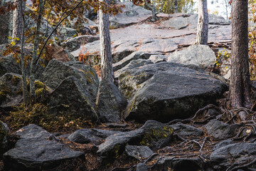 Image of tree roots intertwined between stones. The photo was taken in Karelia on the Ladoga skerries. The sunlight illuminates the roots and stones.