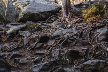 Image of tree roots intertwined between stones. The photo was taken in Karelia on the Ladoga skerries. The sunlight illuminates the roots and stones.