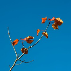 A close-up shot of a tree branch with vibrant orange and red autumn leaves against a clear blue sky.