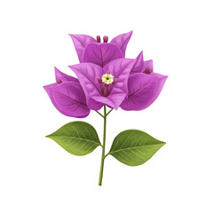 Obraz premium Realistic Illustration of Purple Bougainvillea Flowers with Green Leaves Isolated on White Background