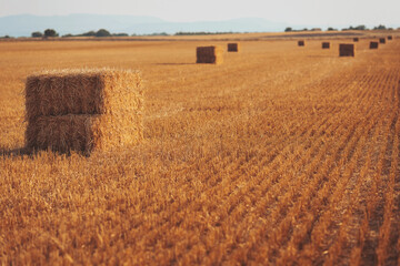 Fototapeta premium Golden hay bales dot the countryside field under a warm afternoon sun in late summer, capturing the beauty of rural life and the harvest season