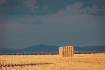 Golden fields of harvested grain stretch towards distant mountains under a dramatic sky filled with texture and light