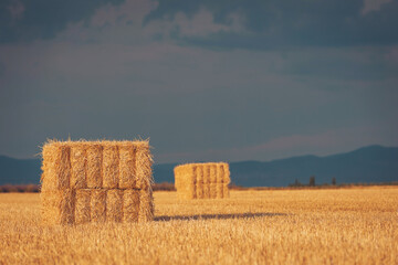 Golden hay bales stand tall in a wide open field under dramatic clouds during sunset hours in the countryside