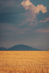 Golden fields stretch endlessly under a dramatic sky as mountains stand proud in the distance on a serene summer evening