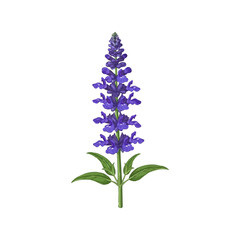 Fototapeta premium Vector Illustration of Lavender Flower Spike with Green Leaves in Realistic Style Isolated on White