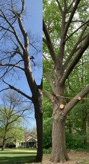 Before and after tree trimming, showing healthy growth and pruning results.