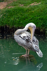 Pélican sur un rocher au milmieu de la mare, de face	