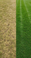 Split image showing a comparison between a dead, brown lawn on the left and a vibrant, green, freshly mowed lawn on the right.