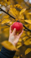 A child's hand reaches for a ripe red apple on a branch with autumn leaves.