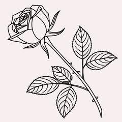 Minimilist detailed line drawing of a rose with stem leaves and thorns in black and white simple illustration style vector