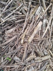 Many fallen leaves, autumn park, carpet of dry fallen leaves on the ground