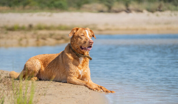 Red mix breed dog portrait at the water