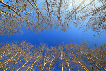 early spring or late autumn nature view trees without leaves, landscape nature park