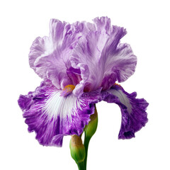 Isolated vibrant iris blossom showcasing intricate petal details and delicate texture against a