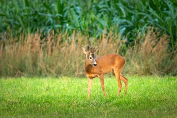 A roe deer stands in the meadow