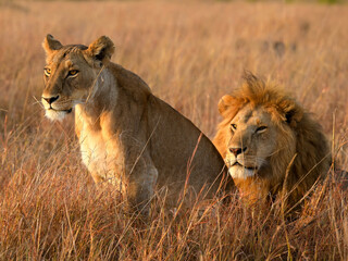 lions in the grass