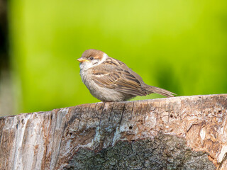 切り株にとまるスズメ