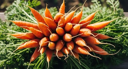 Fresh Orange Carrots on Greens.