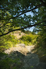 Sunny forest trail leading through lush greenery in Mtskheta, Georgia. Ideal for hiking themes, nature tourism, wellness visuals, and environmental design