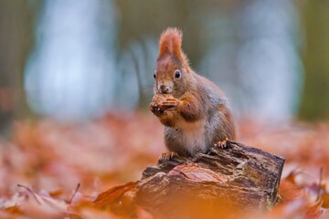 Obraz premium Art view on wild nature. Cute red squirrel with long pointed ears in autumn scene . Wildlife in November forest. Squirrel sitting on the stump with a nut. Sciurus vulgaris