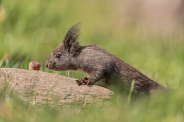 Art view on wild nature. Cute red squirrel with long pointed ears in autumn scene . Wildlife in November forest. Squirrel sitting on the stump with a nut. Sciurus vulgaris
