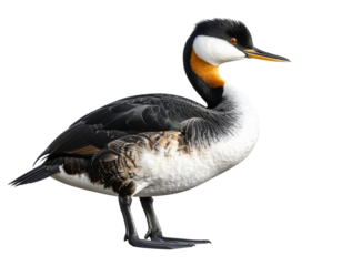 Western Grebe Bird Side Profile Illustration, isolated on transparent background PNG