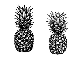 Vintage engraving of pineapple with leaves in bold tropical botanical style.eps