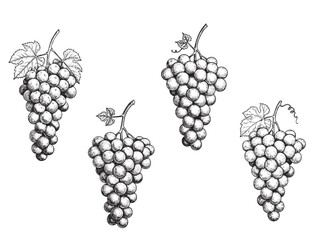Vintage engraving illustration of grape cluster with leaves and curling vine