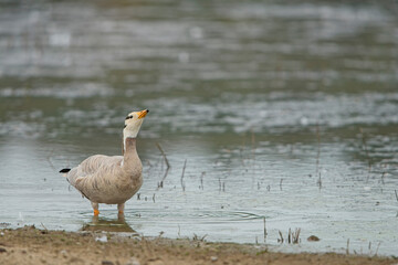 Streifengans (Anser indicus) am Wasserufer, elegante Wildgans mit markanter Kopfzeichnung, detailreiche Wildlife-Aufnahme in freier Natur, stehender Wasservogel im natürlichen Lebensraum