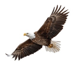 Obraz premium american raptor soaring on plain surface alone 