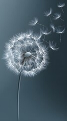 Dandelion Seed Dispersal