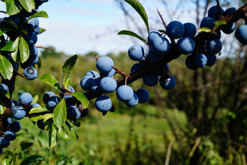 Schlehen Prunus spinosa im Alten Land bei Hamburg